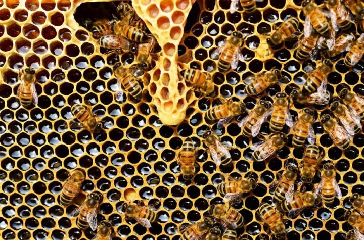 Sve je manje pčela: Zameniće ih roboti?