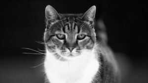 UGINULA NAJVOLJENIJA MAČKA SRPSKE KOŠARKE! Bila je simbol hale Pionir i nije propuštala nijednu utakmicu - Crvena zvezda se POTRESNOM PORUKOM oprostil