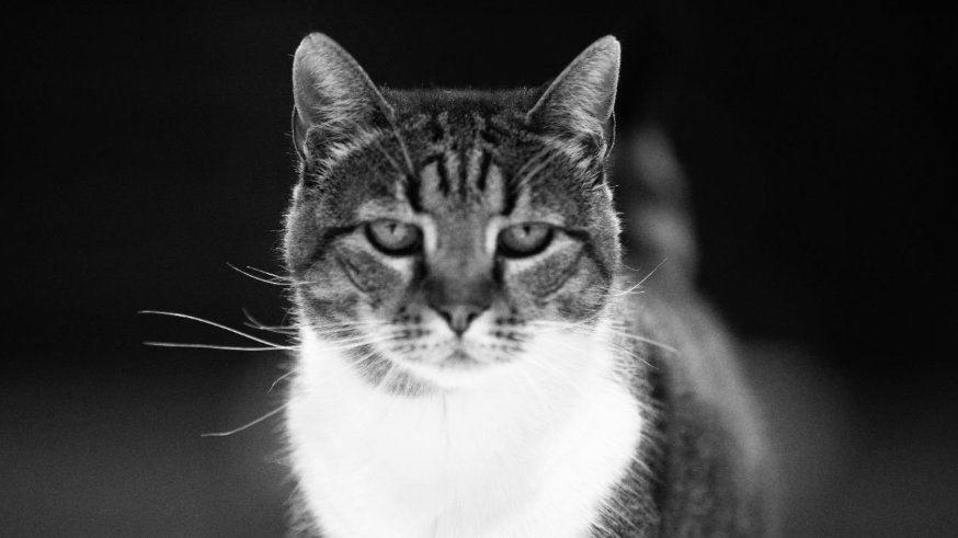 UGINULA NAJVOLJENIJA MAČKA SRPSKE KOŠARKE! Bila je simbol hale Pionir i nije propuštala nijednu utakmicu - Crvena zvezda se POTRESNOM PORUKOM oprostil