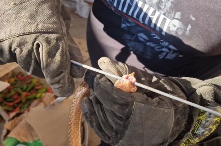 ČUDO NA BALKANU: Otac i sin u prirodi slučajno pronašli nezapamćeno gnezdo OVE ŽIVOTINJE