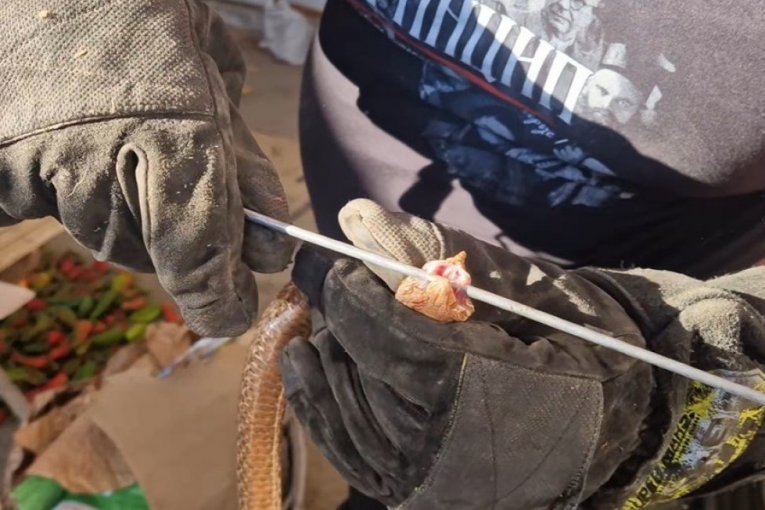 ČUDO NA BALKANU: Otac i sin u prirodi slučajno pronašli nezapamćeno gnezdo OVE ŽIVOTINJE