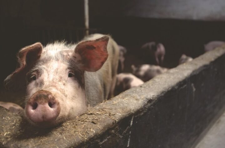 ČUDO U ŽITORAĐI! Kad je krmača krenula da se prasi, svi su ostali u neverici, veterinar: Ovo vidim prvi put