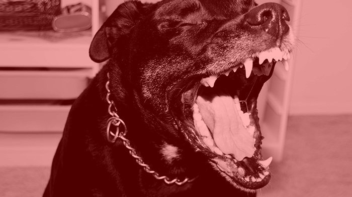 HOROR U BIH! Pas rastrgao muškarca, komšije svedočile užasu