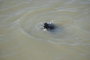 Horor: Nađeno telo muškarca u Vlasini