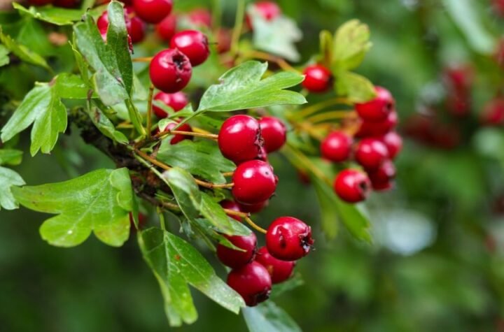 SADNICA JE 200 DINARA, PRIHOD 1,5 MILIONA GODIŠNJE! Ko je zasadio ovu biljku, nije se pokajao!