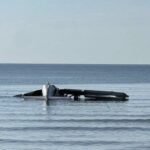 SRUŠIO SE AVION U REKU: Pilot i jedan putnik izveli ČUDO