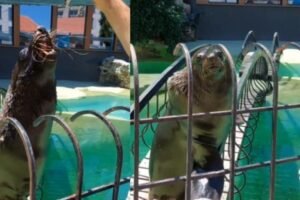 TUŽNA VEST ZA BEOGRAĐANE! Uginula foka Bert! Uzrok smrti poznat naredne nedelje