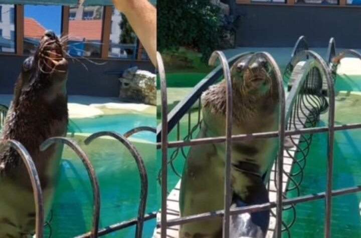 TUŽNA VEST ZA BEOGRAĐANE! Uginula foka Bert! Uzrok smrti poznat naredne nedelje