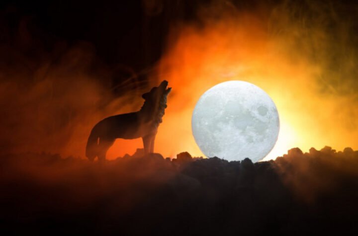 18 TELA PRONAĐENO U NACIONALNOM PARKU! Sumnja se na masovno trovanje, svi umrli u nekoliko dana!