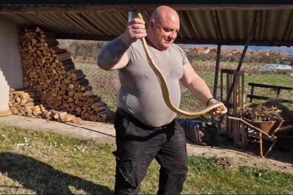 "AMAZON MEROŠINA" Zmijolovac Vladica IZVUKAO MONSTRUMA: "Metar osamdeset ima! Sila!" DA ČOVEK PRETRNE OD PRIZORA!