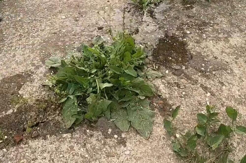 Korov vas izluđuje iz dana u dan? Ovaj domaći sprej od 3 sastojka ga uništava do korena i više se ne vraća