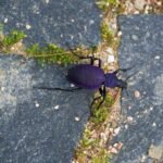 NEVEROVATNO OTRKIĆE U SRBIJI! Pronađen insekt kog niko nije očekivao na našim prostorima!