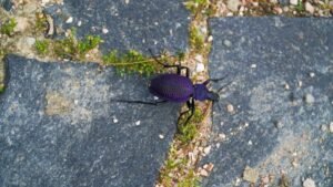 NEVEROVATNO OTRKIĆE U SRBIJI! Pronađen insekt kog niko nije očekivao na našim prostorima!