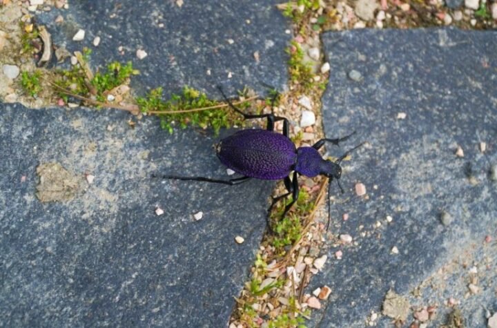 NEVEROVATNO OTRKIĆE U SRBIJI! Pronađen insekt kog niko nije očekivao na našim prostorima!
