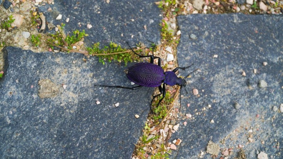 NEVEROVATNO OTRKIĆE U SRBIJI! Pronađen insekt kog niko nije očekivao na našim prostorima!