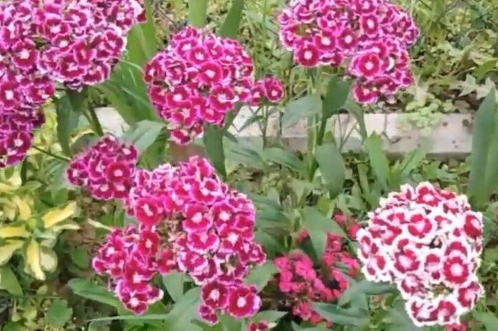 Nikako ne unosite u kuću ovo cveće na Vaskrs: Ne donosi sreću već samo probleme