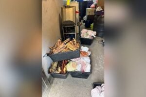 ODUZETO 1,6 TONA MESA U ILEGALNOJ KLANICI! Užas u Subotici: Pronađeno pokvareno živo meso i mesne prerađevine!