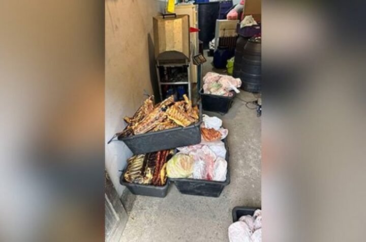 ODUZETO 1,6 TONA MESA U ILEGALNOJ KLANICI! Užas u Subotici: Pronađeno pokvareno živo meso i mesne prerađevine!