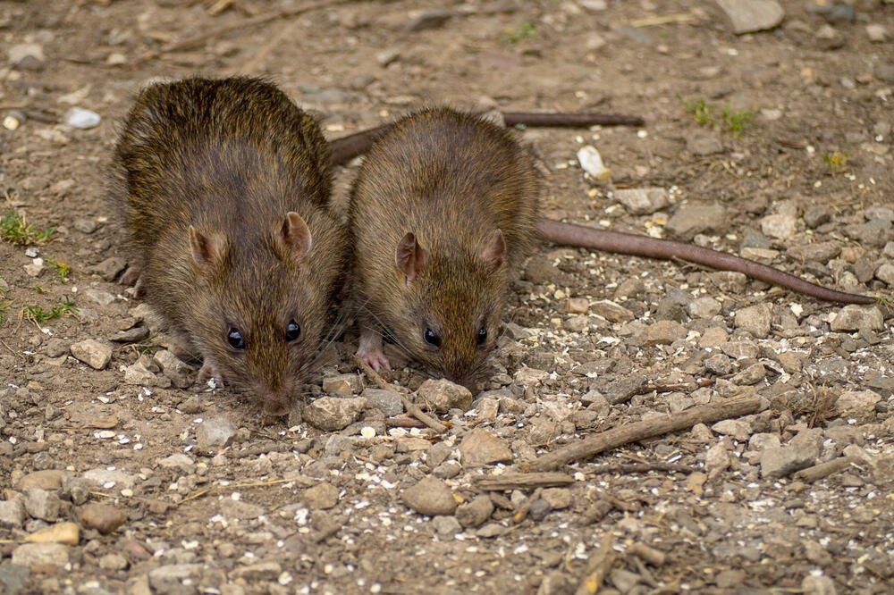 Oterajte miševe i pacove momentalno: Ako ovo uradite, nikada se više neće vratiti
