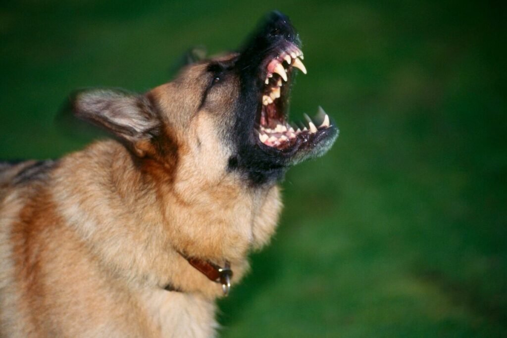 Pas ubio bebu, izujedao je na smrt: Majka završila u bolnici, uhapšen ovaj muškarac