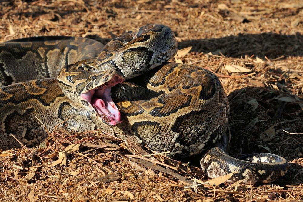 Posadite ove tri biljke u dvorište: Zmije ne podnose njihov miris i obilaziće vas u širokom luku