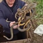 Vladica otvorio šaht, a tamo pravi pravcati horor: Sledio se u mestu, sve se desilo u Vladičinom Hanu