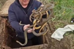 Vladica otvorio šaht, a tamo pravi pravcati horor: Sledio se u mestu, sve se desilo u Vladičinom Hanu