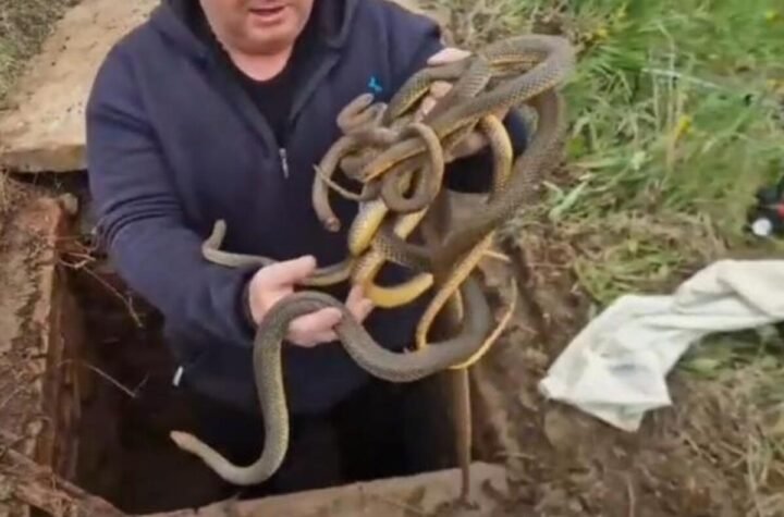 Vladica otvorio šaht, a tamo pravi pravcati horor: Sledio se u mestu, sve se desilo u Vladičinom Hanu