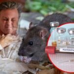 BOLOVI U TELU, MALAKSALOST, MUČNINA - Šta je HANTAVIRUS? Ovo su svi simptomi - Srbija je ugrožena?!