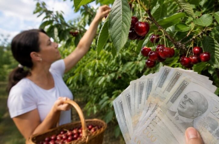 DNEVNICE ZA BERAČE IDU I PREKO 5.000 DINARA! Zarađuju bolje od programera, a nema ih ni za lek - umesto naših ljudi, beru radnici sa Dalekog istoka
