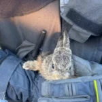 HEROJI PONEKAD NOSE KACIGU, UNIFORMU I VELIKO SRCE! Vatrogasci gasili požar na deponiji u Bačkoj Palanci, pa tamo zatekli NJEGA! (FOTO)