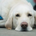 LABRADOR POSTAO NOVI ČLAN SKUPŠTINE! Sedeće sa strane i aktivno učestvovati u donošenju novih zakona