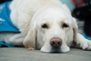 LABRADOR POSTAO NOVI ČLAN SKUPŠTINE! Sedeće sa strane i aktivno učestvovati u donošenju novih zakona