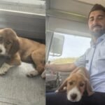 MILAN I MILA: Priča o mašinovođi Milanu Živadinoviću koji je spasao štene sa šina i udomio ga