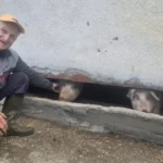 NAJBOLJE ČUJE KAD ZAZVEČI KANTA ZA RUČAK! Čitava Srbija priča o ČUDU SA MALJENA! Rođen je bez ušiju, a svi ga OBOŽAVAJU! (FOTO)