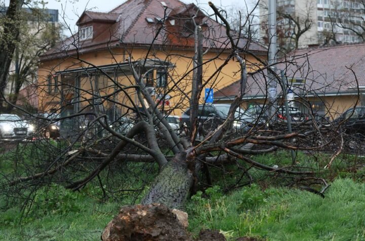 Nevreme se stuštilo na Apatin, oborilo DRVO: Stablo pokidalo kablove