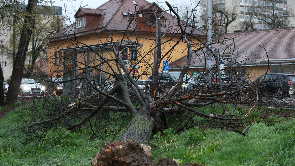Nevreme se stuštilo na Apatin, oborilo DRVO: Stablo pokidalo kablove