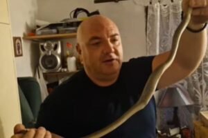 OVI INSEKTI LETE 60 NA SAT I ŽRTVAMA OTKIDAJU GLAVE, VLADICA UPOZORAVA: "Rođene ubice" primećene u komšiluku!