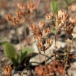 VEROVALO SE DA JE NESTALA U SRBIJI! Kod Zaječara pronađena izuzetno retka biljka! (FOTO)