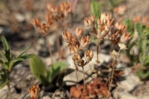 VEROVALO SE DA JE NESTALA U SRBIJI! Kod Zaječara pronađena izuzetno retka biljka! (FOTO)
