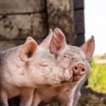 AFRIČKA KUGA PONOVO U SRBIJI!  Ovo su pogođena sela, ali i simptomi životinja!