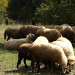 Misterija nestalih ovaca kod Kragujevca zaludela je Srbe: Ovo bukvalno niko ne može da objasni, svi se pitaju jedno