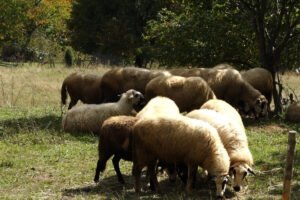 Misterija nestalih ovaca kod Kragujevca zaludela je Srbe: Ovo bukvalno niko ne može da objasni, svi se pitaju jedno