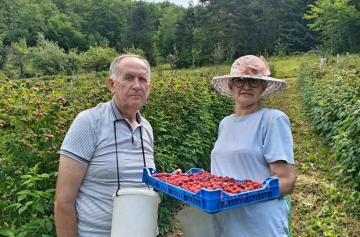 Nevenka i Gojko iako gaze osmu deceniju najvredniji su u svom malinjaku, imaju preko 4.000 sadnica: Berba u toku