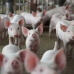 ALARM ZBOG AFRIČKE KUGE: Zaraza se širi na velikim farmama, u borbu protiv bolesti uključuje se i vojska!