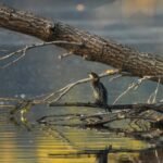 EKSTREMNA SUŠA KOD APATINA: Dunav se povukao na rekordnih -67 centimetara, stotine plovila zarobljeno u mulju