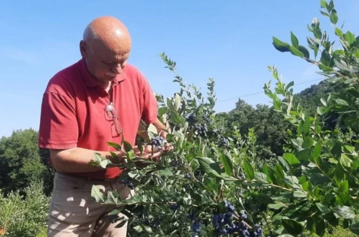 MOMČILO NA RUDNIKU IMA MALI "RUDNIK ZLATA"! Gaji voće koje košta 800 dinara za kilogram, sve odmah rasproda, a ove godine je rodilo KAO NIKADA PRE! (FOTO)