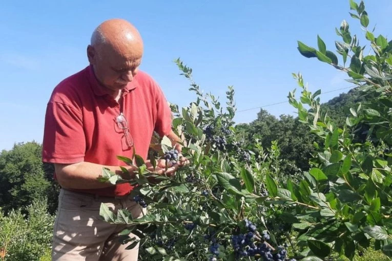 MOMČILO NA RUDNIKU IMA MALI "RUDNIK ZLATA"! Gaji voće koje košta 800 dinara za kilogram, sve odmah rasproda, a ove godine je rodilo KAO NIKADA PRE! (FOTO)