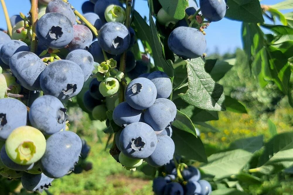 Mnogi ih samo isperu vodom, a to nije dovoljno: Evo kako pravilno oprati borovnice