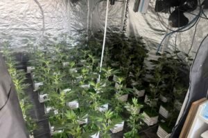 OTKRIVENE 3 LABORATORIJE ZA PROIZVODNJU MARIHUANE: Sedmoro palo u Beogradu
